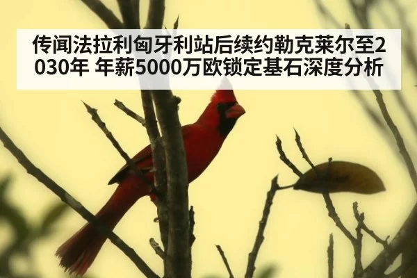 传闻法拉利匈牙利站后续约勒克莱尔至2030年 年薪5000万欧锁定基石深度分析（ayx）